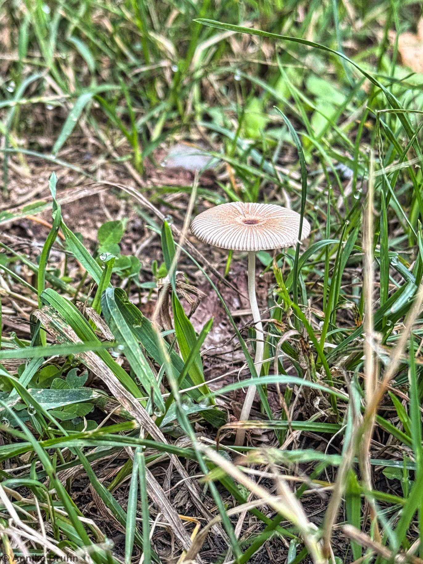 Was bist du den für ein Pilz